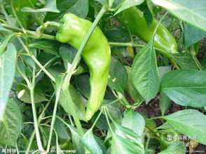 綠江南食品 產品特色、加盟優勢與餐飲管理解析